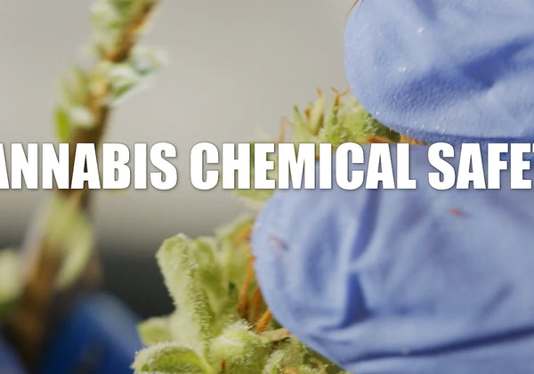 Cannabis Chemical Safety