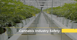 Cannabis Industry Safety