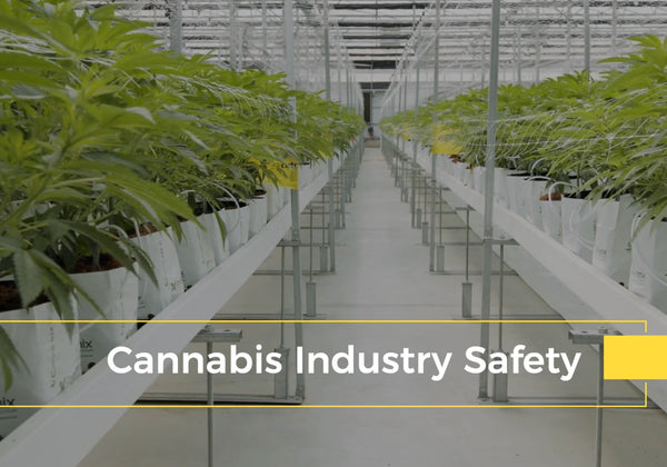 Cannabis Industry Safety