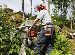 Chainsaw Safety - Training Network