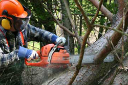 Logging and Chainsaw Safety