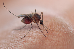 Vector-Borne Disease Awareness: Mosquitoes, Ticks and Other Pests