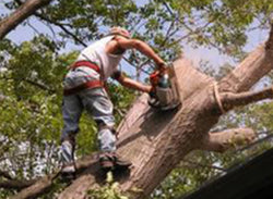 Tree Trimming Safety - Training Network