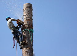 Chainsaw Safety Basics - An Experts' Perspective - Training Network