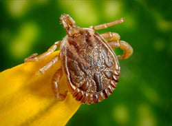 Tick Bite Prevention and Response - Training Network