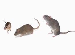 Rodent Control Safety for Restaurants - Training Network