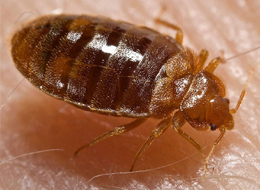 Bed Bugs: Facts And Prevention - Training Network