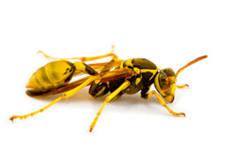 Killer Bees, Wasps & Spiders - Training Network
